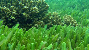 Chlorella – Χλωρέλλα Σκόνη 100γρ