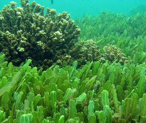 Chlorella – Χλωρέλλα Σκόνη 100γρ