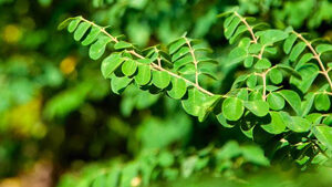 Μορίνγκα Σκόνη 100γρ