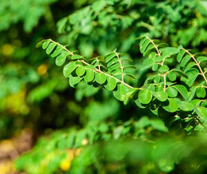 Μορίνγκα Σκόνη 100γρ