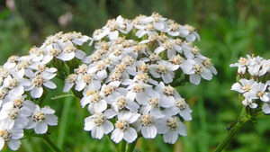 Αχιλλέα 50γρ