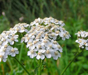 Αχιλλέα 50γρ