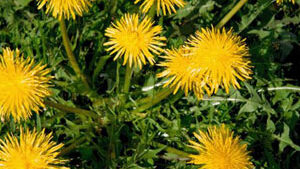 Ταραξάκο 50γρ