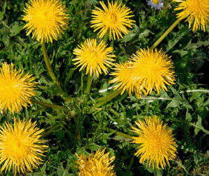 Ταραξάκο 50γρ