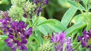 Αλφάλφα Σκόνη bio 100γρ