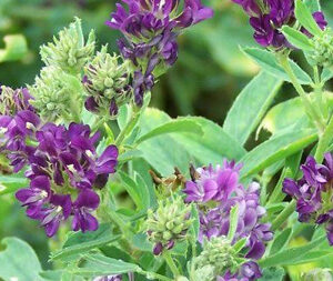 Αλφάλφα Σκόνη bio 100γρ