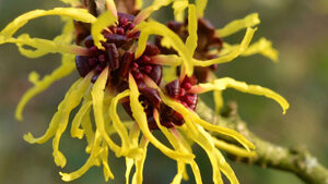 Αμαμελίδα 50g