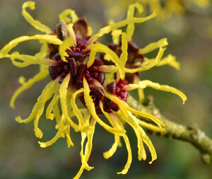 Αμαμελίδα 50g