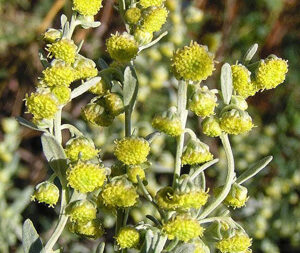 Αψιθιά - Αρτεμισία 50γρ