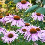 Εχινάκεια Ρίζα & Άνθος 100g