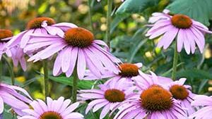 Εχινάκεια Ρίζα & Άνθος 100g