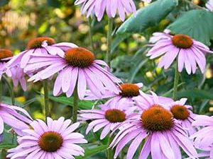 Εχινάκεια Ρίζα & Άνθος 100g