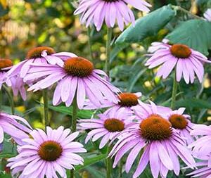 Εχινάκεια Ρίζα & Άνθος 100g