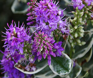 Βερονίκη 50γρ