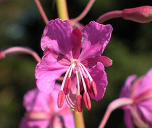 Επιλόβιο 50g