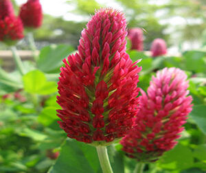 Κόκκινο Τριφύλλι 50γρ