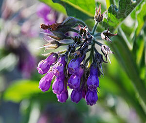 Σύμφυτο 100γρ