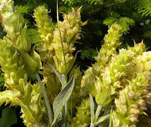 Τσάι Βουνού