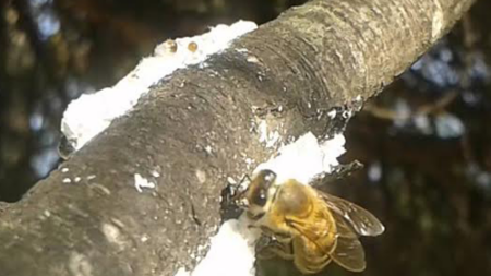 Μέλι Πεύκου 1kg