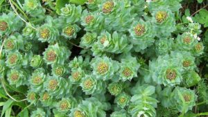 Ροδιόλα bio Σκόνη 100γρ