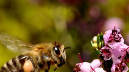 Μέλι Κούμαρο & Ρείκι 950γρ