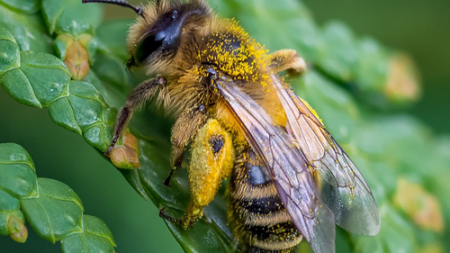 Μέλι Βελανιδιάς & Κάστανου 1kg