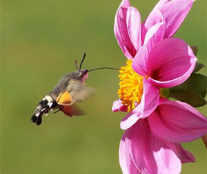 Μέλι Ανθέων 950γρ