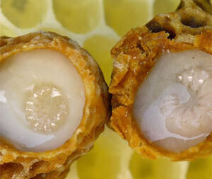 Βασιλικός Πολτός bio 10ml