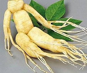 Τζίνσενγκ Ρίζα 50γρ