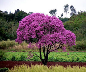 Λαπάχο - Ιπέροξο