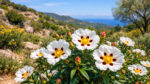 ladania_kounoukla-plant-DonCapone Λαδανιά Κιστός Cistus creticus 50 γρ. – αποξηραμένο βότανο