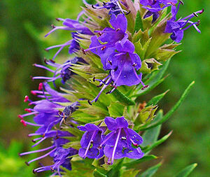 Ύσσωπος 50γρ