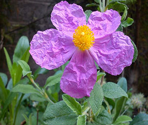 Λαδανιά - Κιστός 50γρ