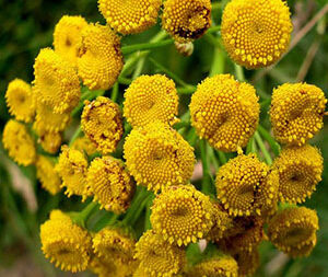 Τανατσέτο 50γρ