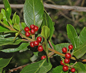 Ράμνος - Κασκάρα 100γρ