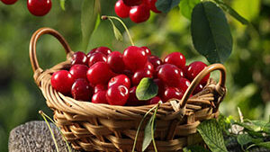 Μούρα οσμωτικά χ/ζ