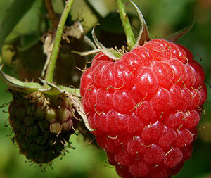 Σμέουρα Οσμωτικά Χ/Ζ 100gr