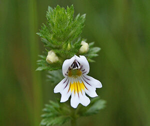 Ευφραζία 50g