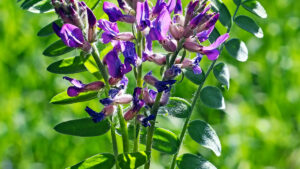 Αστράγαλος 100γρ