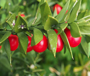 Λαγομηλιά 50γρ