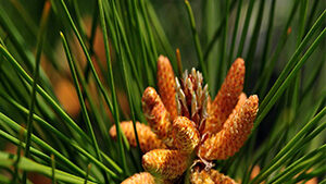 Οργανικό Θείο 100γρ