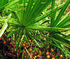 Σερενόα 100γρ