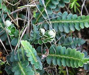 Σκορπιδόχορτο 50γρ