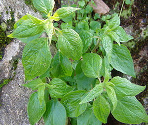 Παριετάρια - Περδικάκι  50γρ