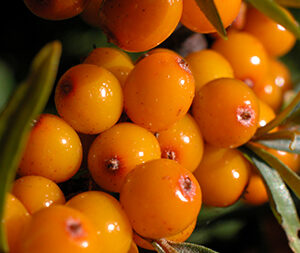 Χυμός Ιπποφαούς χ/ζ