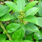 Γύμνεμα φύλλα αποξηραμένα βότανο για σακχάρο και πέψη