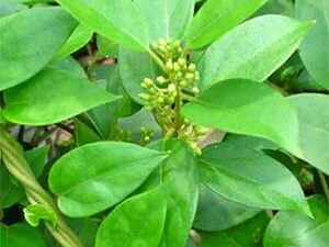 Γύμνεμα φύλλα αποξηραμένα βότανο για σακχάρο και πέψη