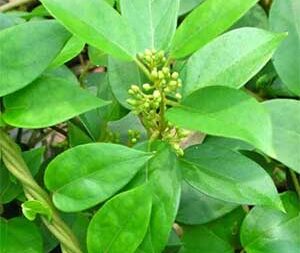 Γύμνεμα φύλλα αποξηραμένα βότανο για σακχάρο και πέψη