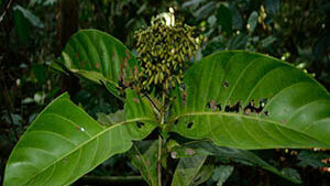 Γιοχίμπε 50 γρ