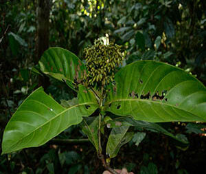 Γιοχίμπε 50 γρ